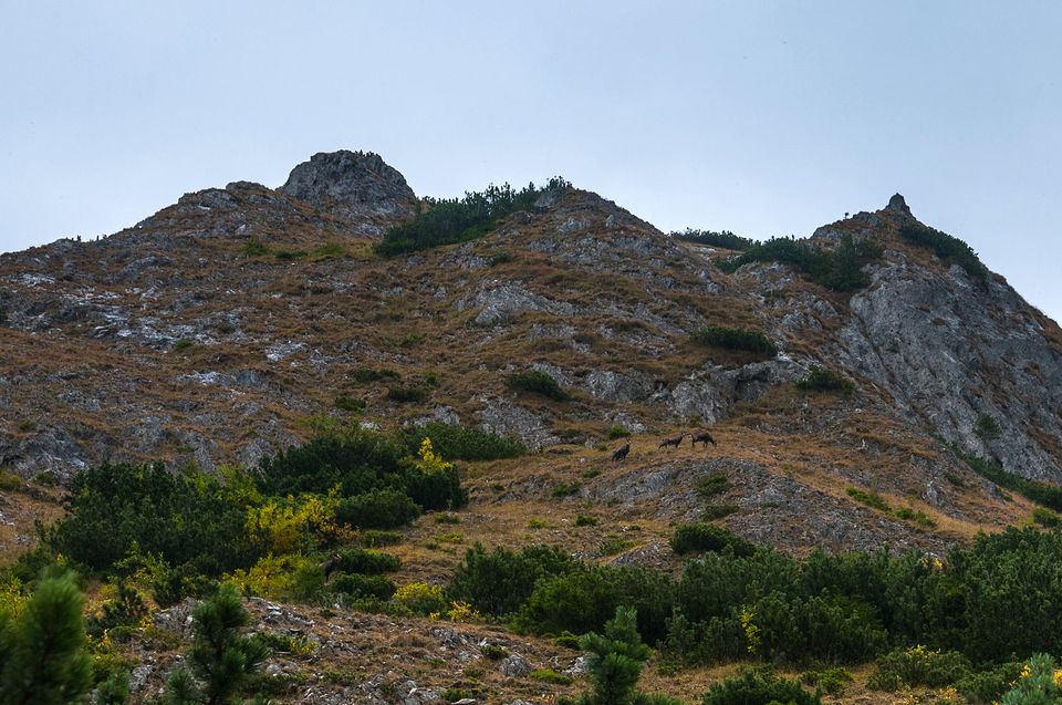  Capre Negre spre culmea Piule - Daniel Morar