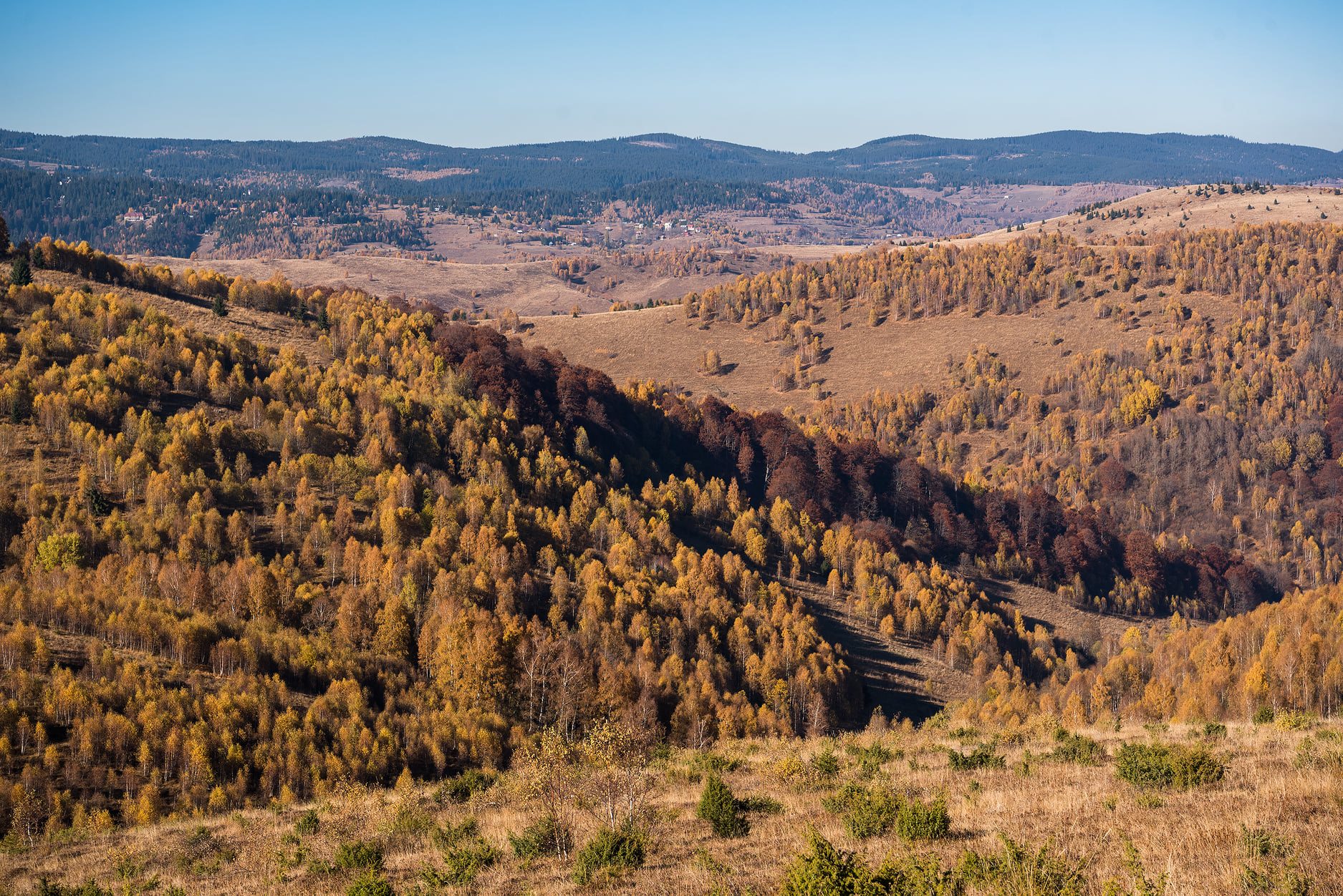  Vedere spre Muntele Băișorii  -Daniel Morar