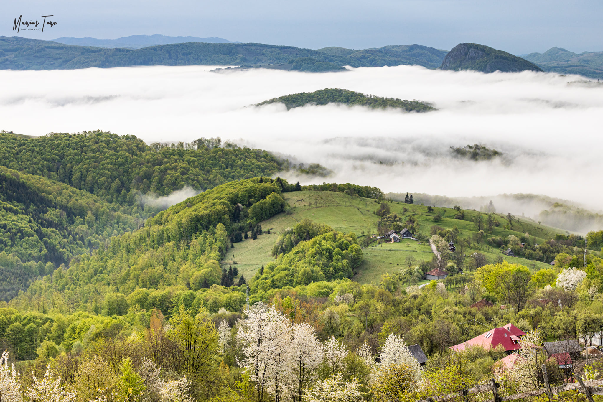 Bradisor, inconjurat de ceturi - Marius Turc