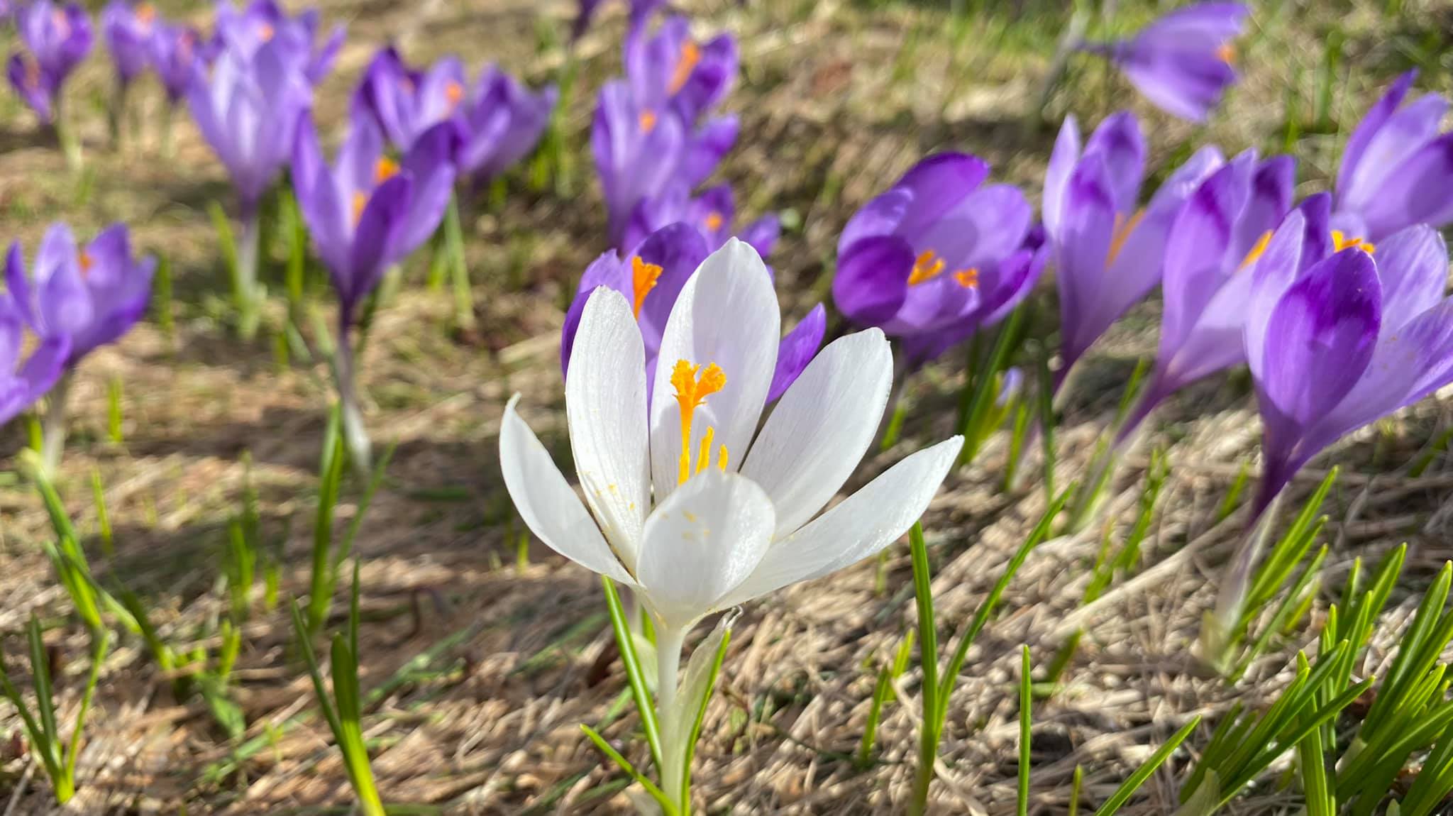  Brandusa alba Valea Sambetei - Marius Popa