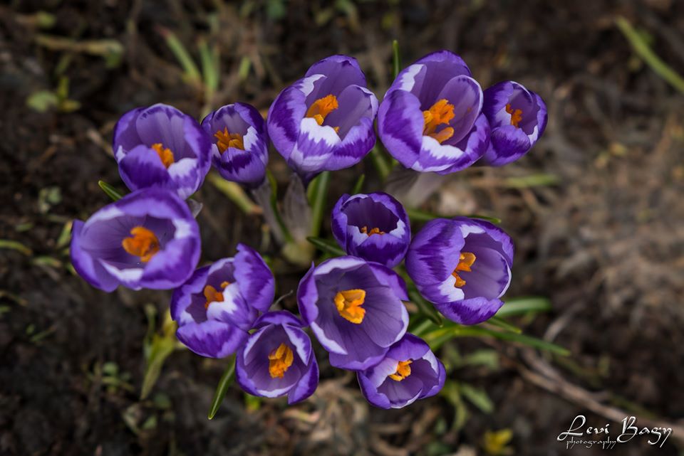  Buchet de branduse - Levi Bagy Photography