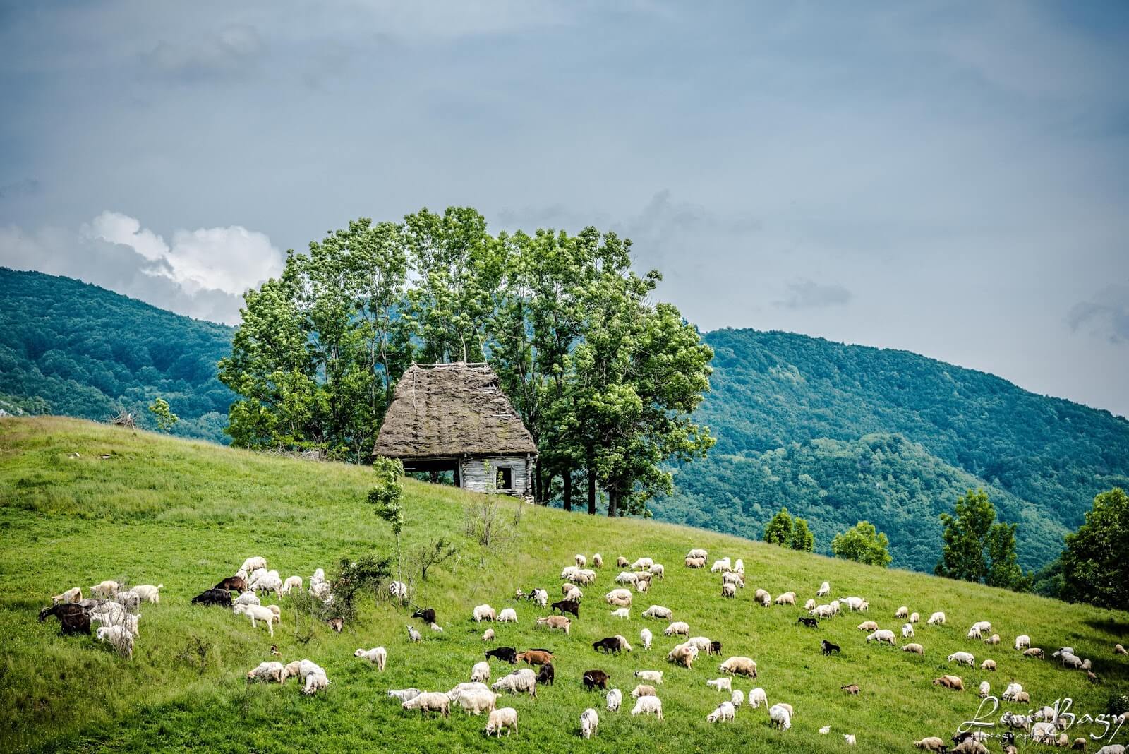  Dumești -Levi Bagy Photography