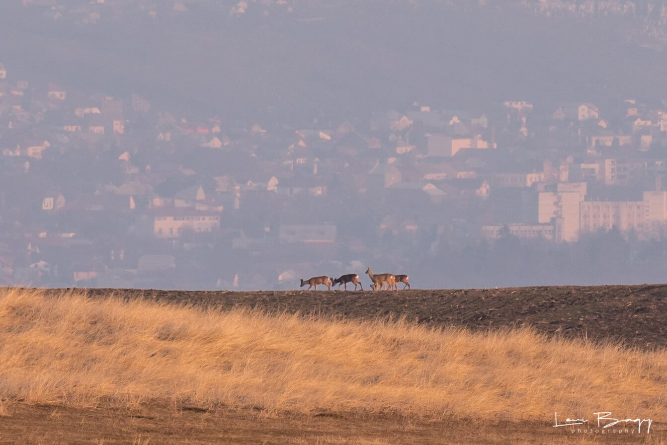  Cheile Turului (Tureni) - Levi Bagy Photography