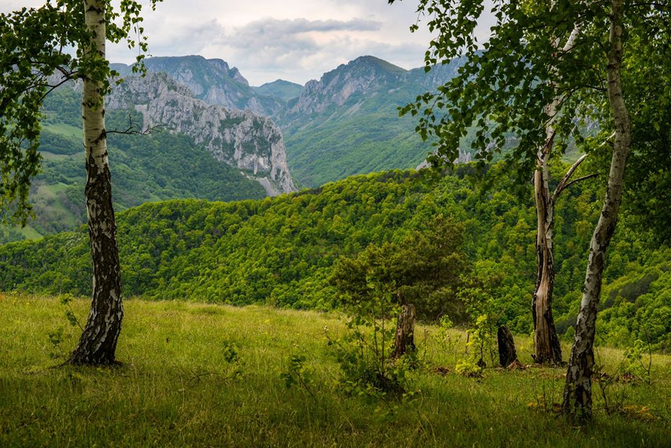  Cheia Manastirii printre mesteceni - Morar Daniel