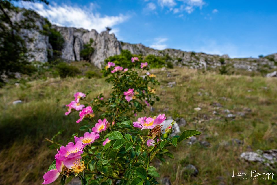  Cheile Tureni la pas - Levi Bagy Photography