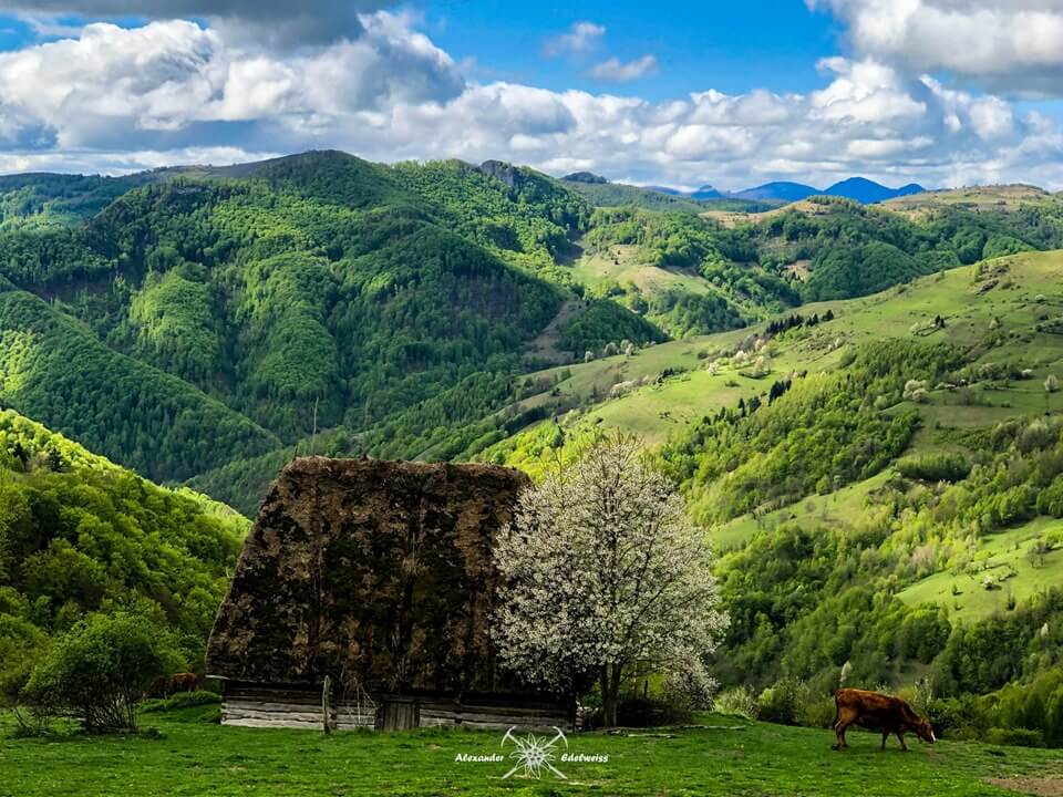  Cresterea animalelor în zona Belioara - Alexander Elderweiss