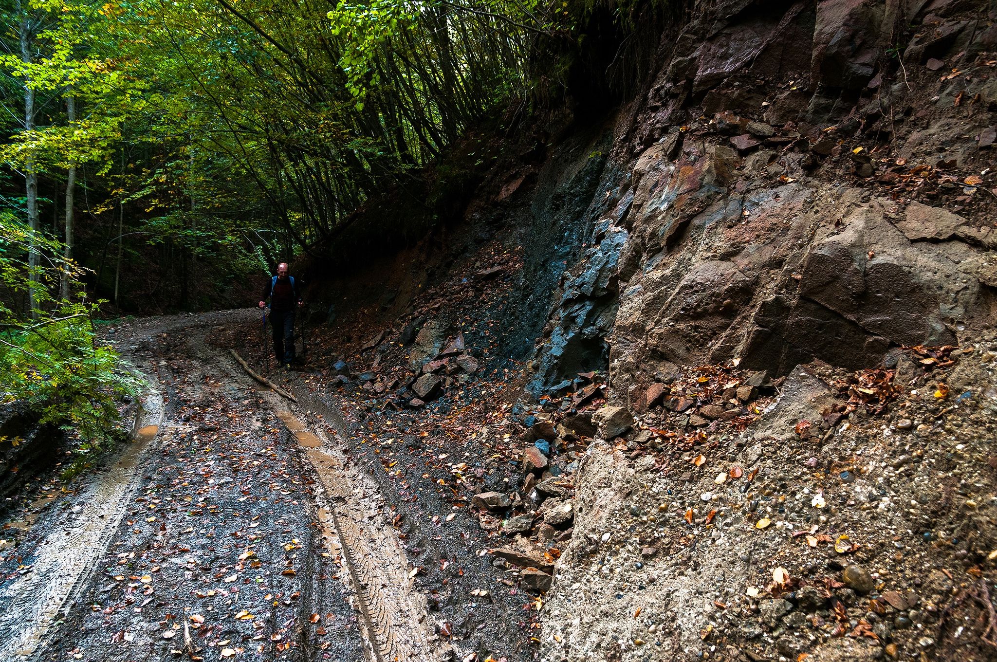  Drumul forestier spre Valea Jiului de Vest - Daniel Morar