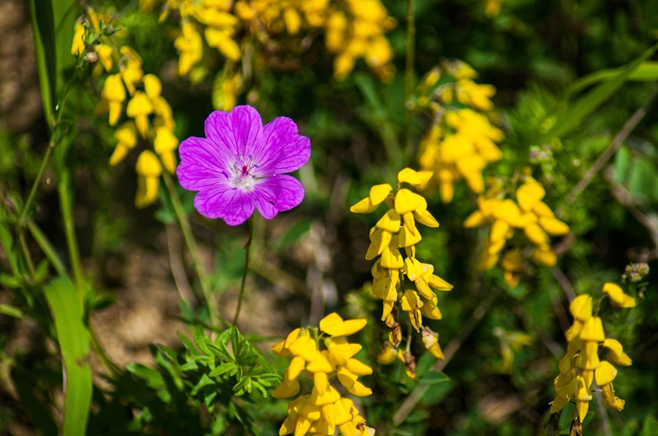  Flora in Cheia Manastirii - Morar Daniel