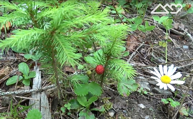  Fructe de padure