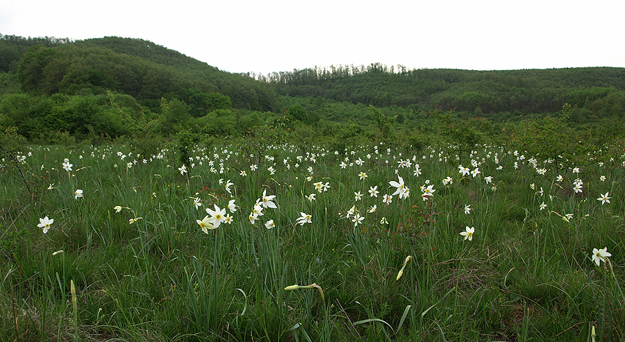  Poiana cu narcise de la Racâş - Hida (c) NaturaTransilvaniei.ro