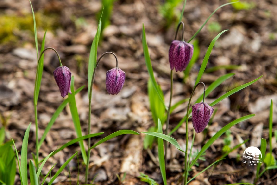  Rezervaţia naturală de la Şardu (c) TaraCalatei.ro