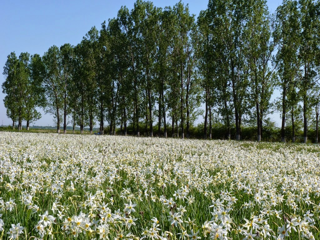  Poiana cu narcise de la Negrași (c) ArtAndFun.Blogspot.com