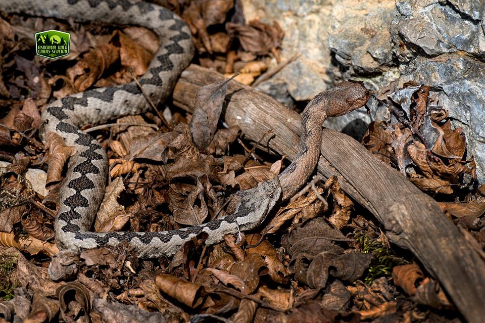  vipera cu corn împerechere