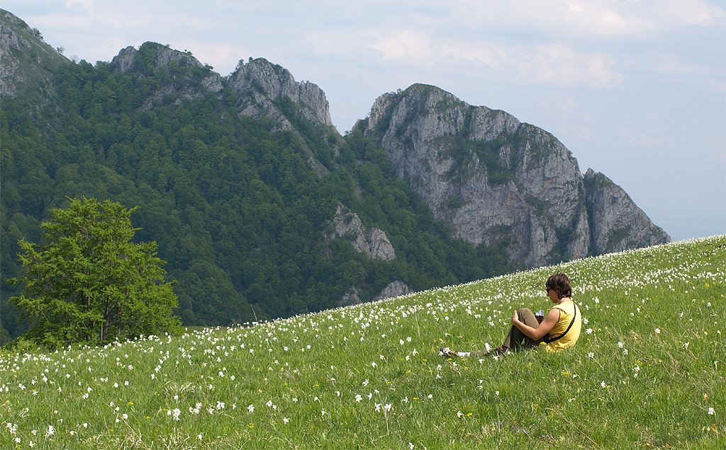  Poiana cu narcise Piatra Cetii (c) Mihai C - Cluj-Napoca