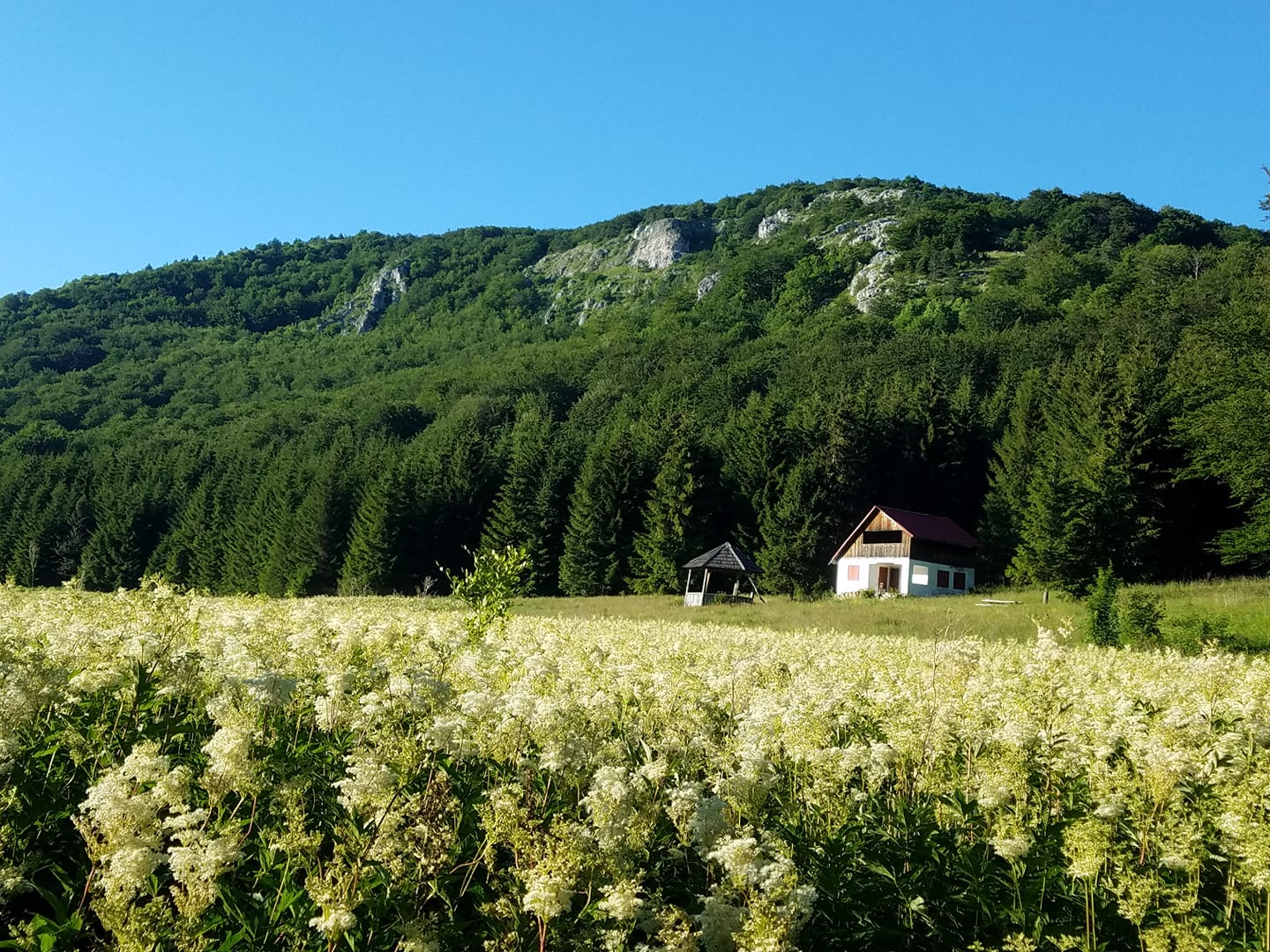  Poiana Balta Cerbului - Alexandru Teleagă