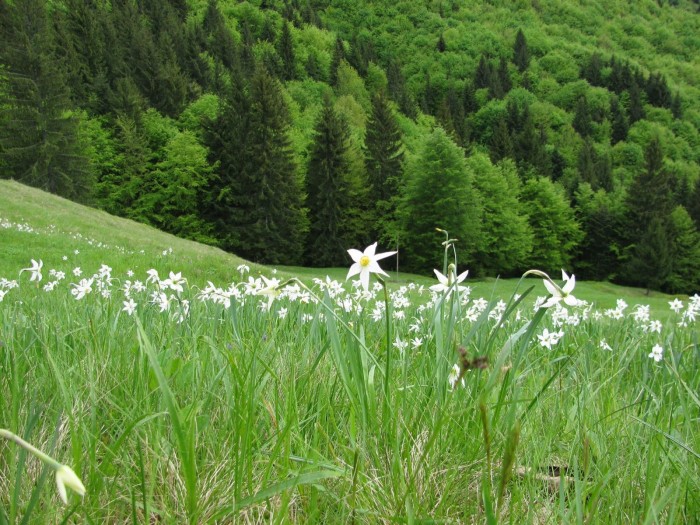 Rezervatia naturala Poiana cu Narcise Tomnatec Sehleanu