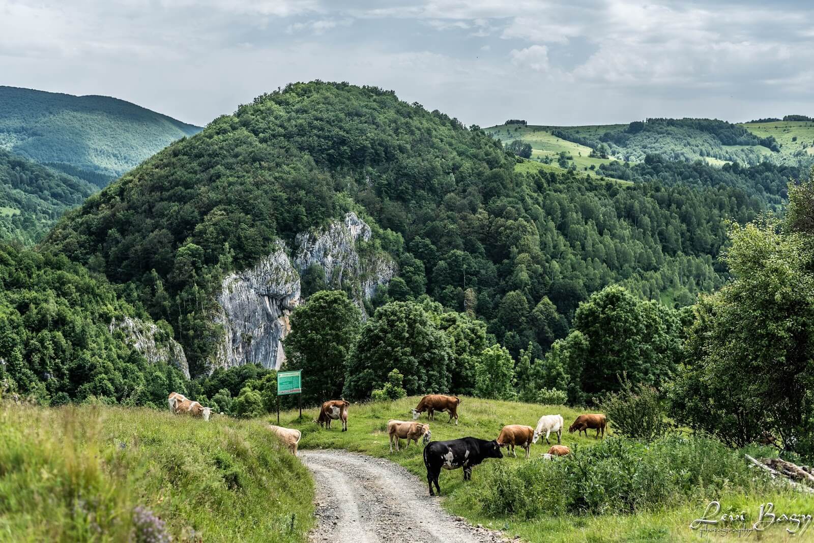  Spre Vanatarile Ponorului - Levi Bagy Photography