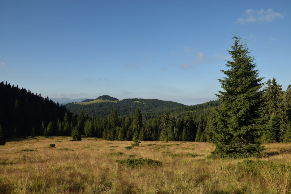 16 Poiana cuvedere spre Saua Varasoaia si Varful Bihor