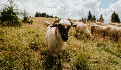  Sus la stână