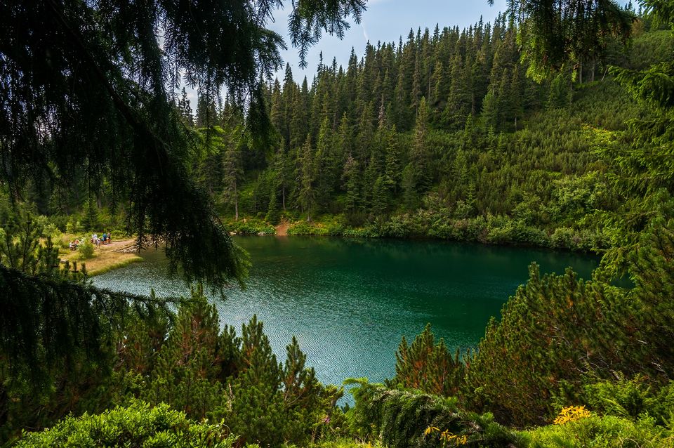 Turcoaz ambalat în verde-conifer - Morar Daniel 