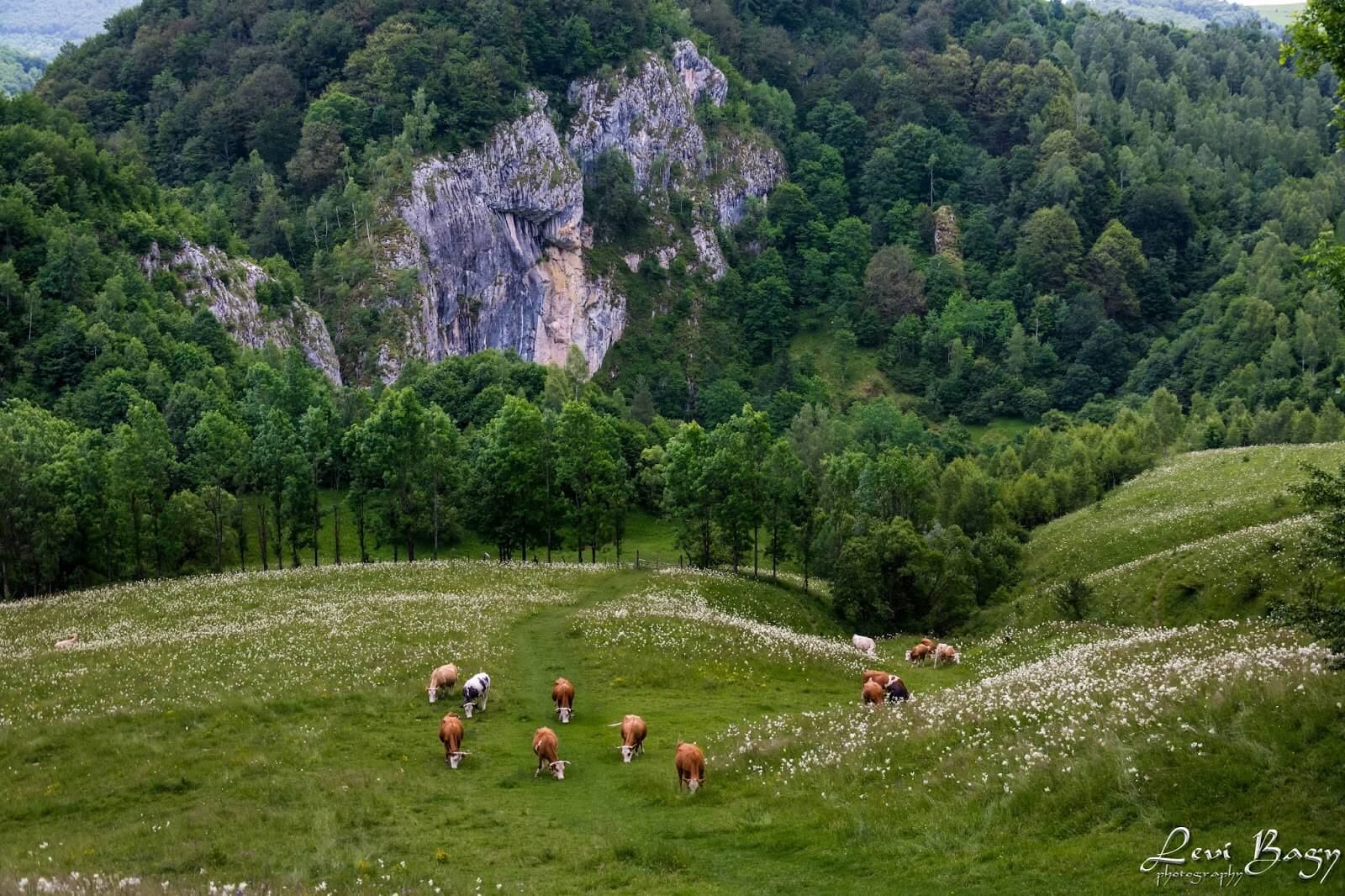  Vanatarile Ponorului - Levi Bagy Photography