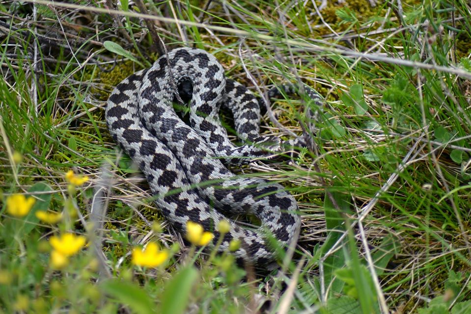  Vipera berus in Cheile Manastirii - Morar Daniel