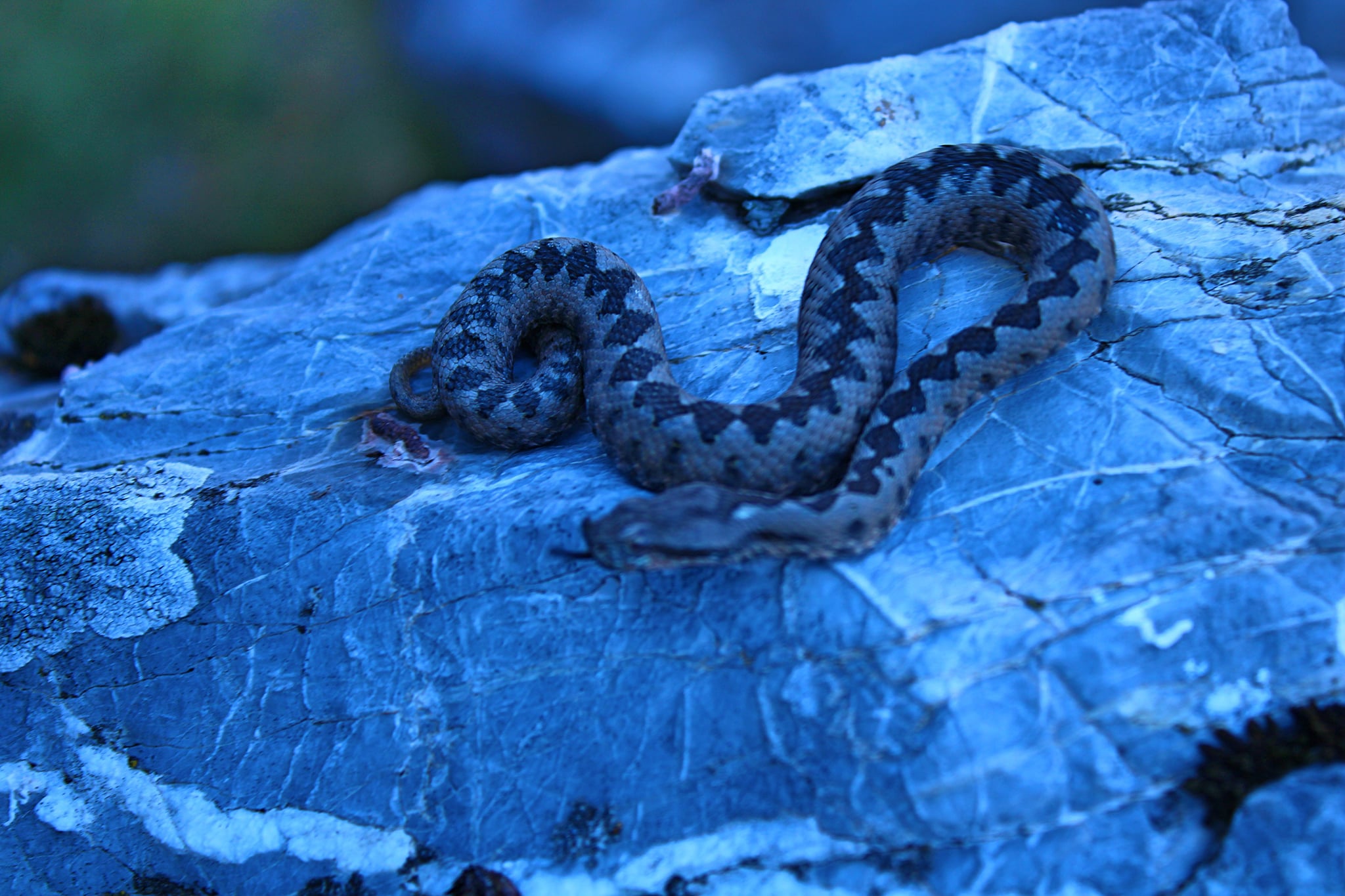  Vipera cu corn. - Sima Constantin