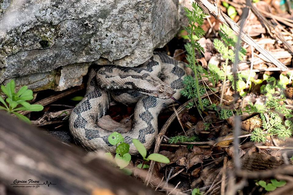  vipera cu corn